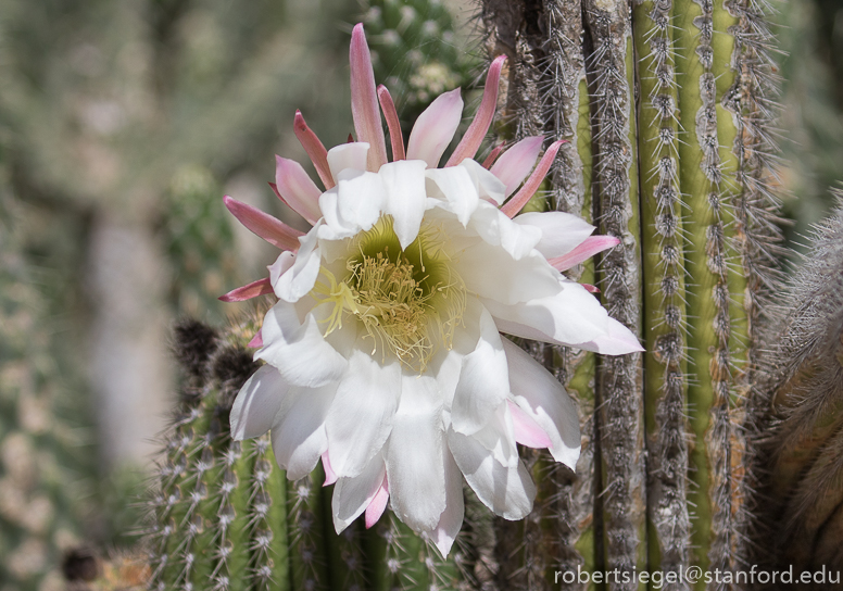 arizona garden